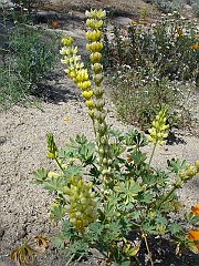 lupinus densiflorus